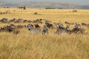 Fototapeta na wymiar Zebras and Gnus on a common wandering