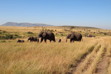 Fototapeta na wymiar Wandering elaphant group in the Masai Mara