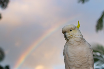 The Sulphur-crested Cockatoo (Cacatua galerita) single male cockatoo portrait with morning rainbow...