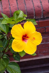 Yellow Hibiscus