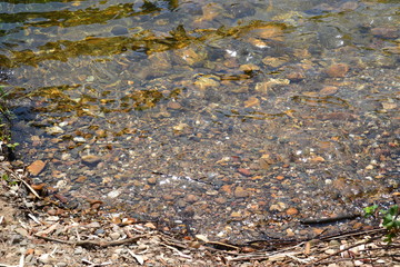 Riachuelo con piedras