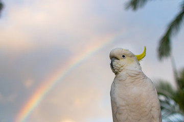 The Sulphur-crested Cockatoo (Cacatua galerita) single male cockatoo portrait with dramatic morning...