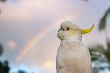 The Sulphur-crested Cockatoo (Cacatua galerita) single male cockatoo portrait with morning rainbow...