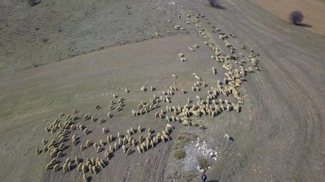 shepherd and herd of sheep