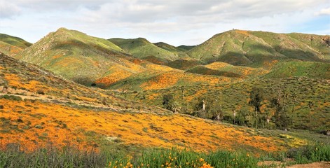 yellow mountain