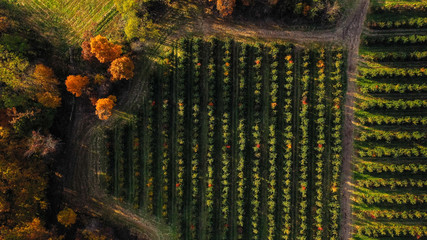 Aerial autumn 2