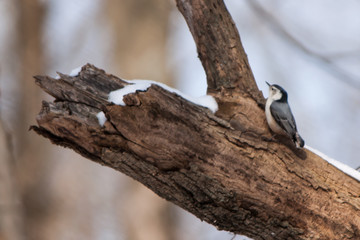 White-Breasted Nuthatch