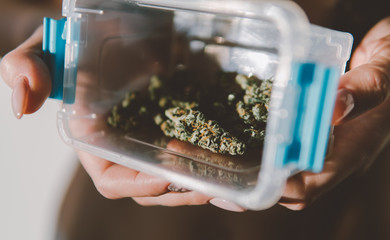 cannabis buds and trichomes CBD THC.