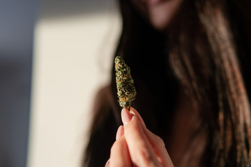 marijuana buds in woman hands close-up.