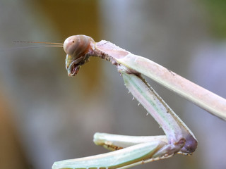 close up of the head of a praying mantis