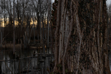 Obraz premium Swamp tree