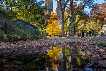 Central Park reflection