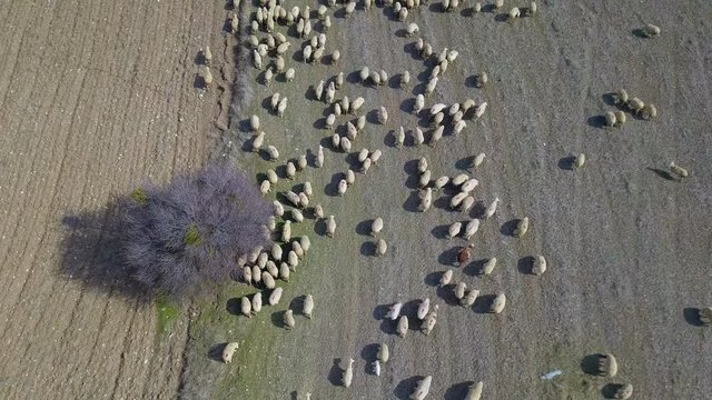 shepherd and herd of sheep