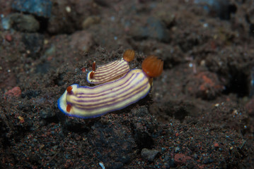 Hypselodoris whitei Nudibranch