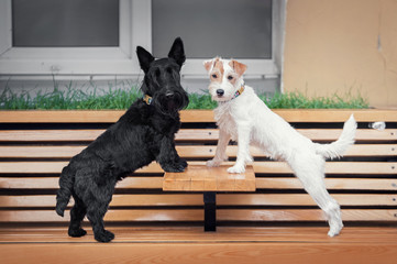 Two terrier dogs black and white stands on a cafe bench