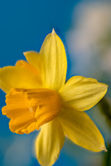 Narzisse, gelb