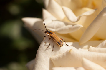 Soldier Beetle on Rose