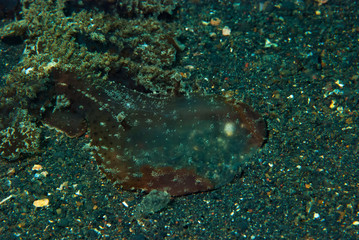 Melibe viridis Nudibranch