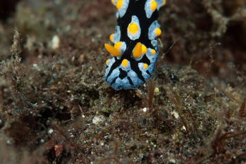 Phyllidia coelestis Nudibranch