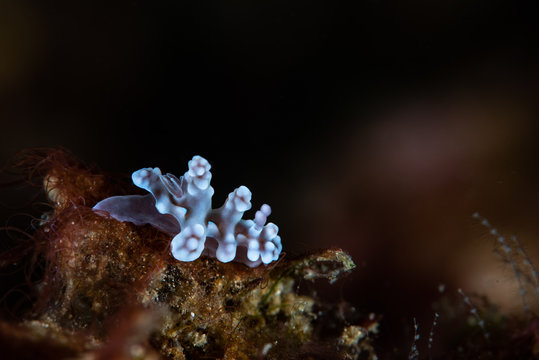 Miamira alleni Nudibranch