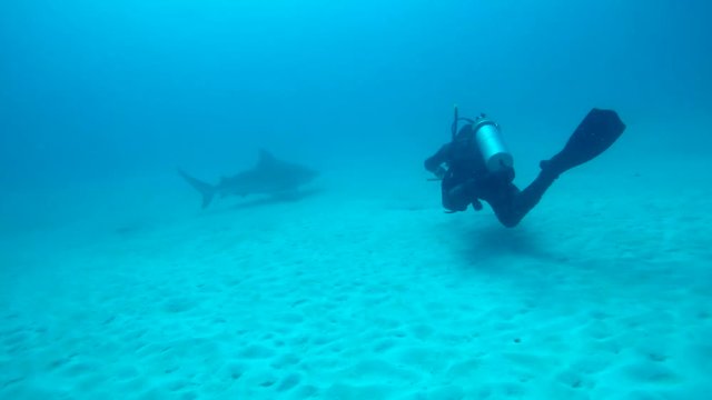 Bull shark swimming with remoras in the waters off Playa del Carmen.