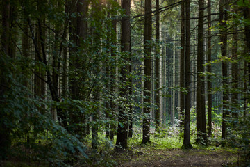 Fototapeta premium Forest clearing, rows of old pines s tand in line lightened by sun lights in the deep, background, copy space for your design, environmental concept