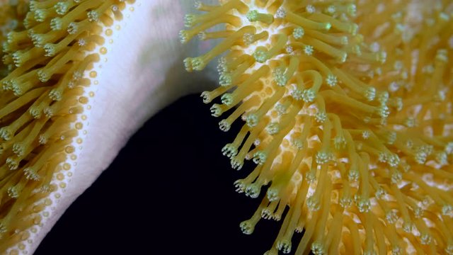 Closeup of soft corals polyps Leather Soft Mushroom (Sarcophyton glaucum). Macro 1: 1, underwater shots