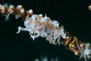 Phyllodesmium iriomotense Nudibranch