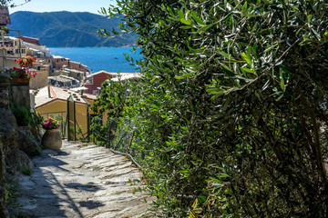Italy, Cinque Terre, Vernazza, a path surrounded by trees
