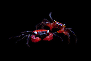 Little Red devil Crab isolated on black