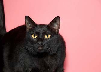 close up of one black cat with yellow eyes on a pink background, looking directly at viewer with intent expression.
