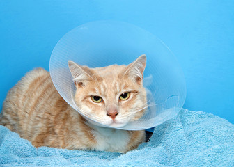 orange and white tabby cat wearing an elizabethian collar to prevent self injury after surgery. Also called the cone of shame.