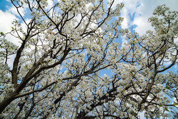Dogwood tree blossoms on a beautiful spring day