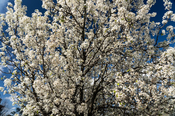 Dogwood tree blossoms on a beautiful spring day