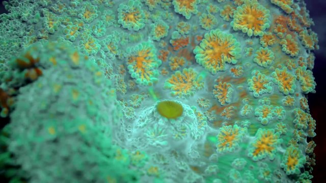 Soft coral polips fluorescence in ultra violet light. Biofluorescent marine organisms. Soft Mushroom Corals or Disc Anemones (Discosoma sp.). Macro 1: 1, underwater shots