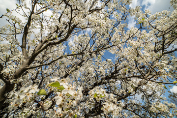 Dogwood tree blossoms on a beautiful spring day