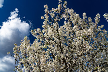 Dogwood tree blossoms on a beautiful spring day