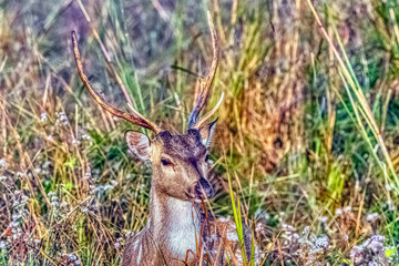 Young male chital or cheetal (Axis axis), also known as spotted deer or axis deer - Jim Corbett National Park, India