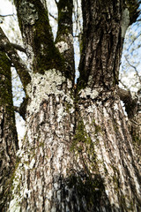 Bark of a Dogwood tree on a sunny spring day