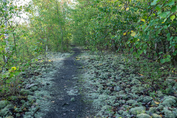 Nature and landscape concept: view of the path in the birch forest.