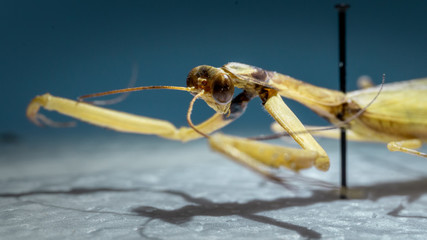 Yellow praying mantis found in Sacramento area - Pinned