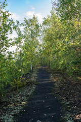 Nature and landscape concept: view of the path in the birch forest.