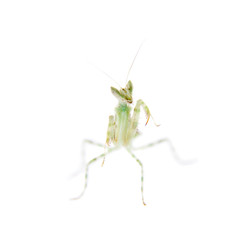 Indian flower praying mantis, Creobroter gemmatus, on white