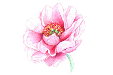 realistic watercolor flower of peony, wild rose, lily isolated on white background