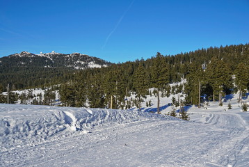 Cross-country ski road in snowy country with green trees and blue sky in the background