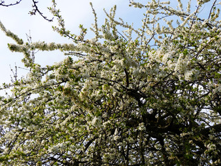 Blossoming tree in spring
