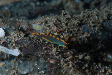 Tambja gabrielae Nudibranch