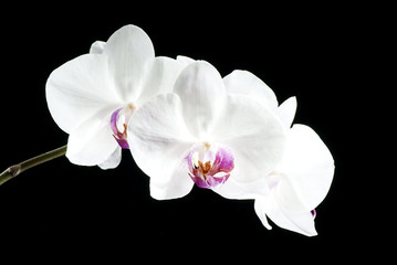 Fototapeta na wymiar beautiful orchids are highlighted on a dark background