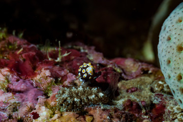 Colpodaspis thompsoni Sea Slug