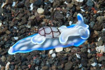 Micromelo cf. undata Sea Slug